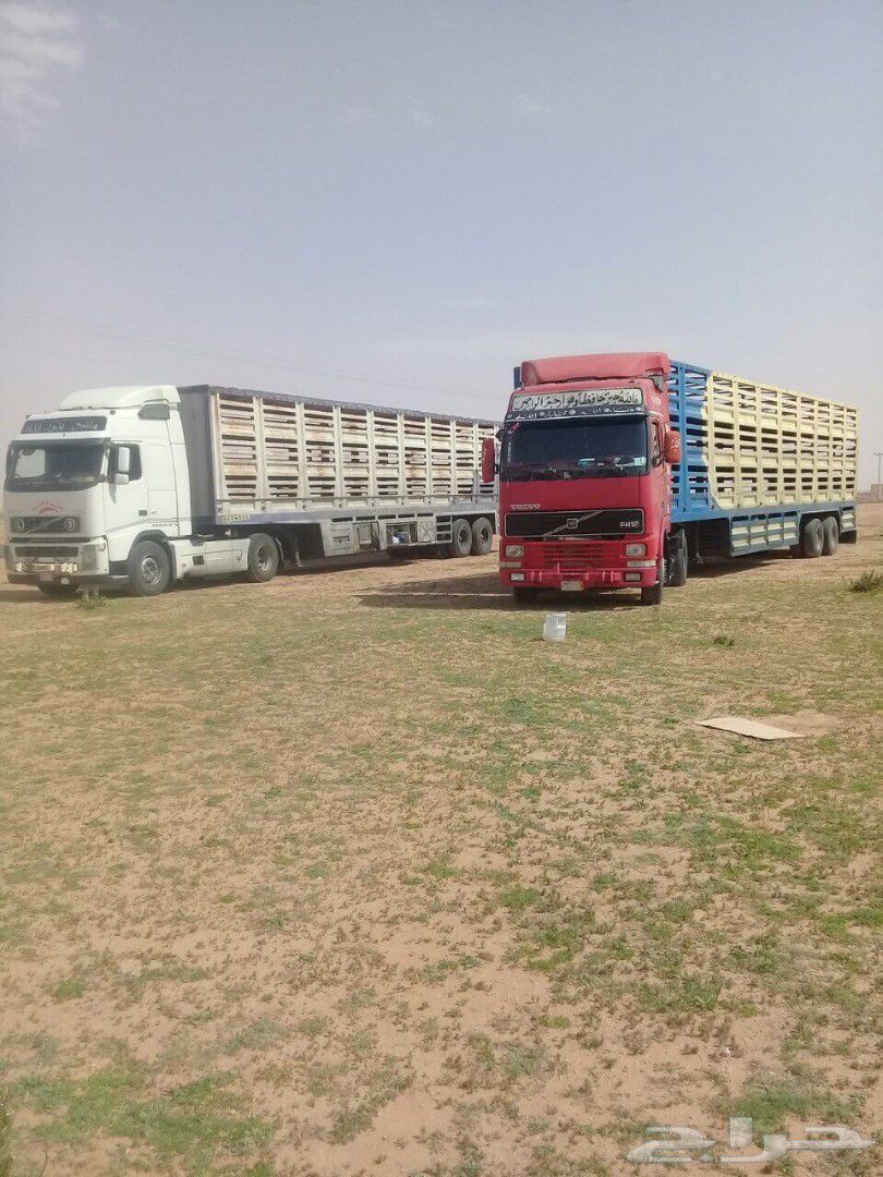 اغنام الاردن