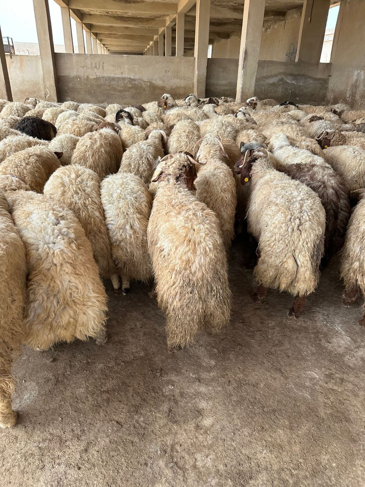 اغنام في الاردن