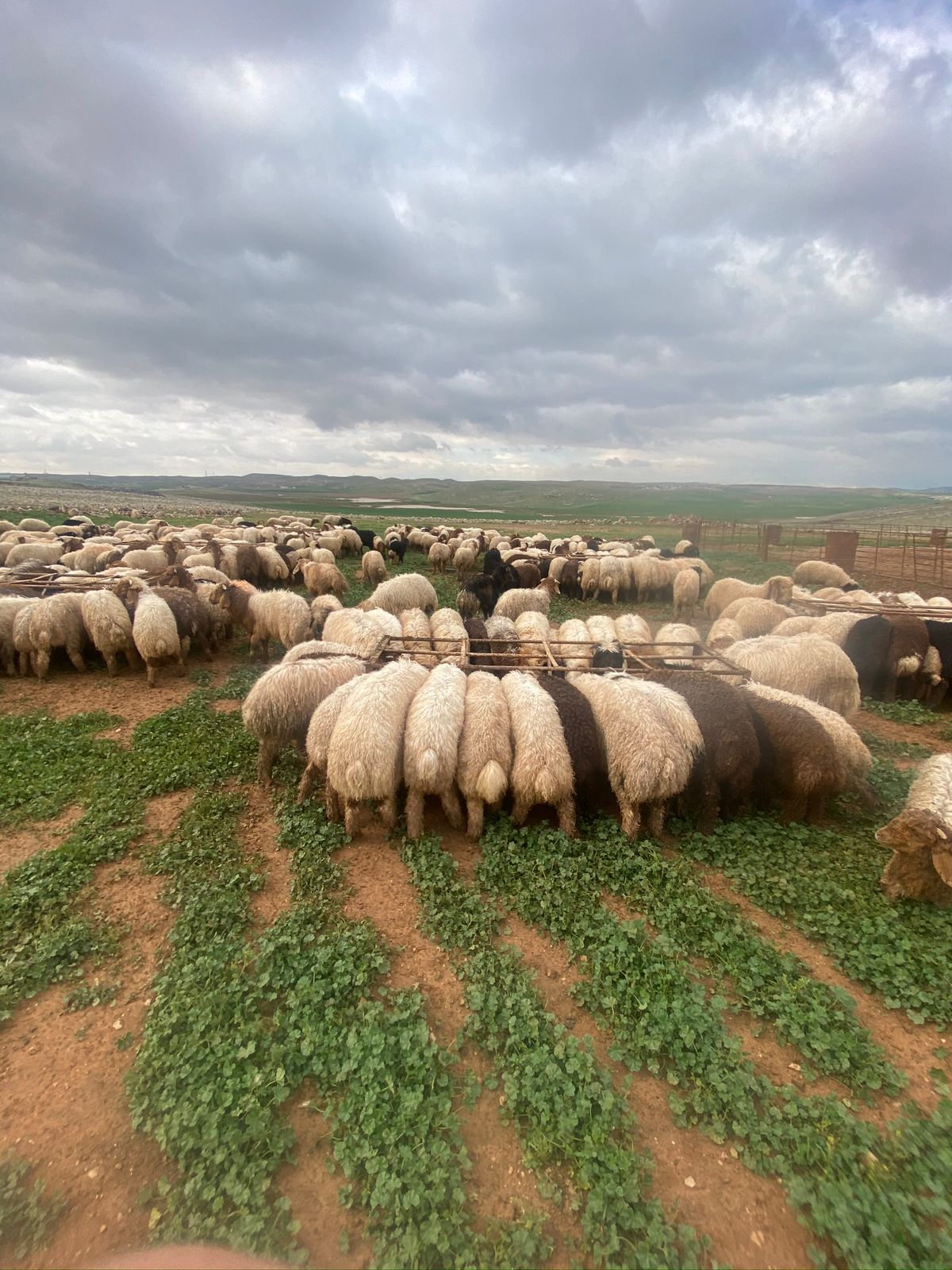 اغنام في الاردن