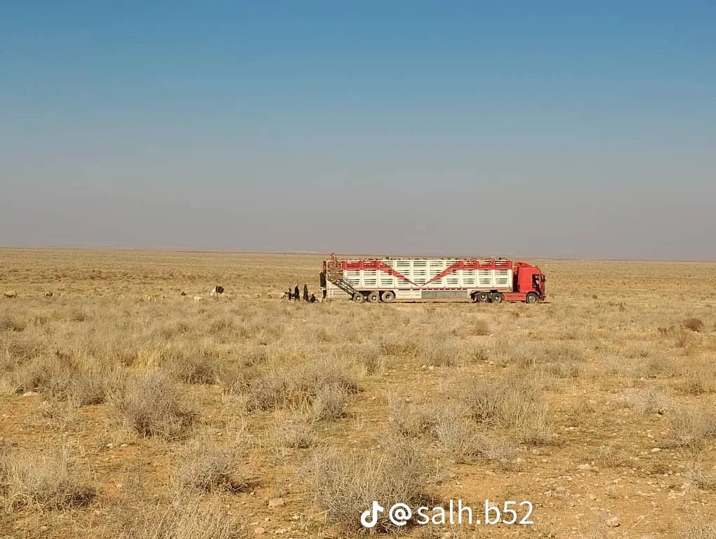 اغنام في الاردن