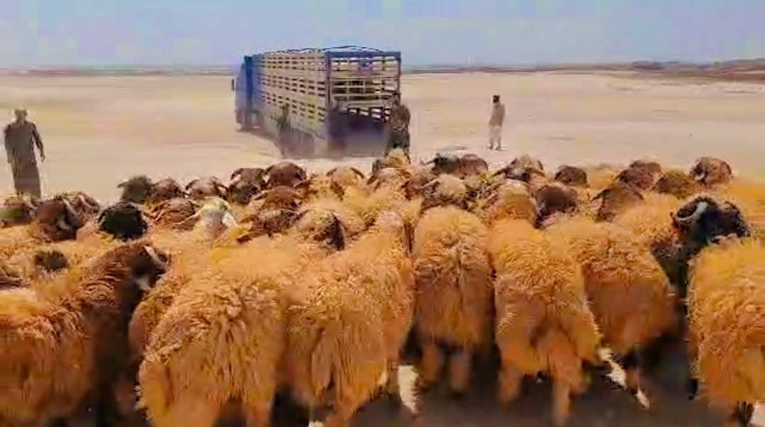 اغنام في الاردن