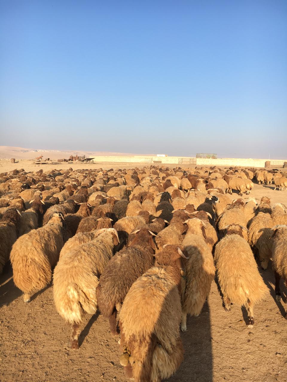 اغنام في الاردن