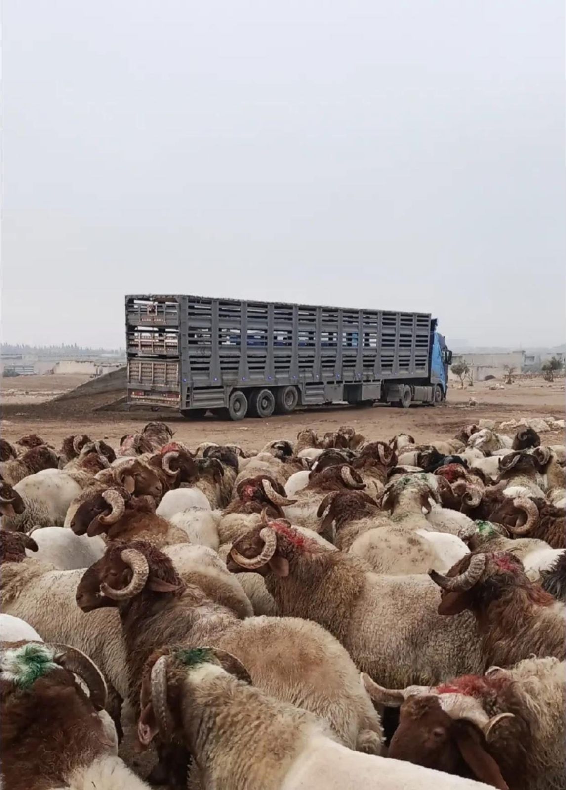 اغنام في الاردن