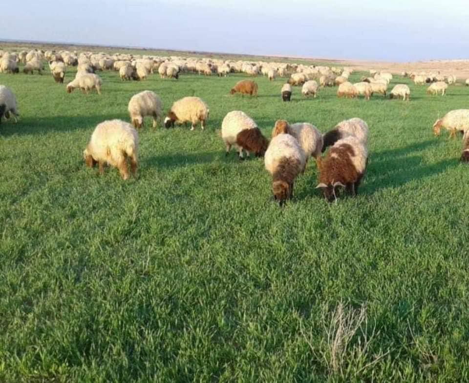 اغنام في الاردن
