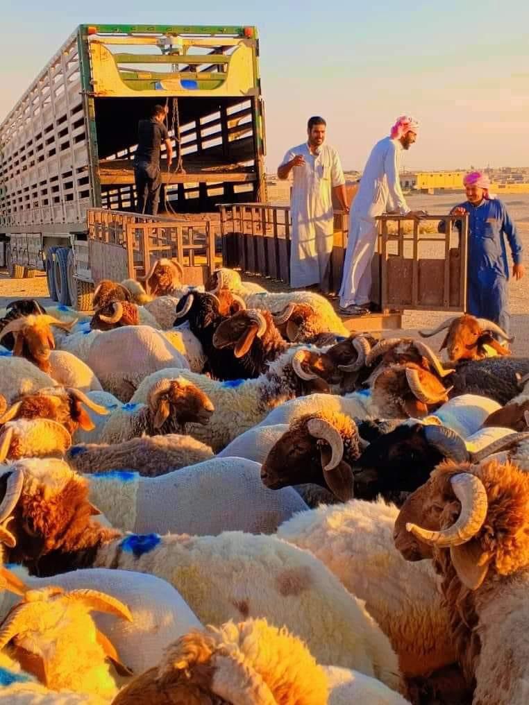 اغنام في الاردن