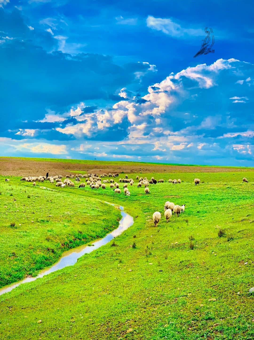 اغنام في الاردن