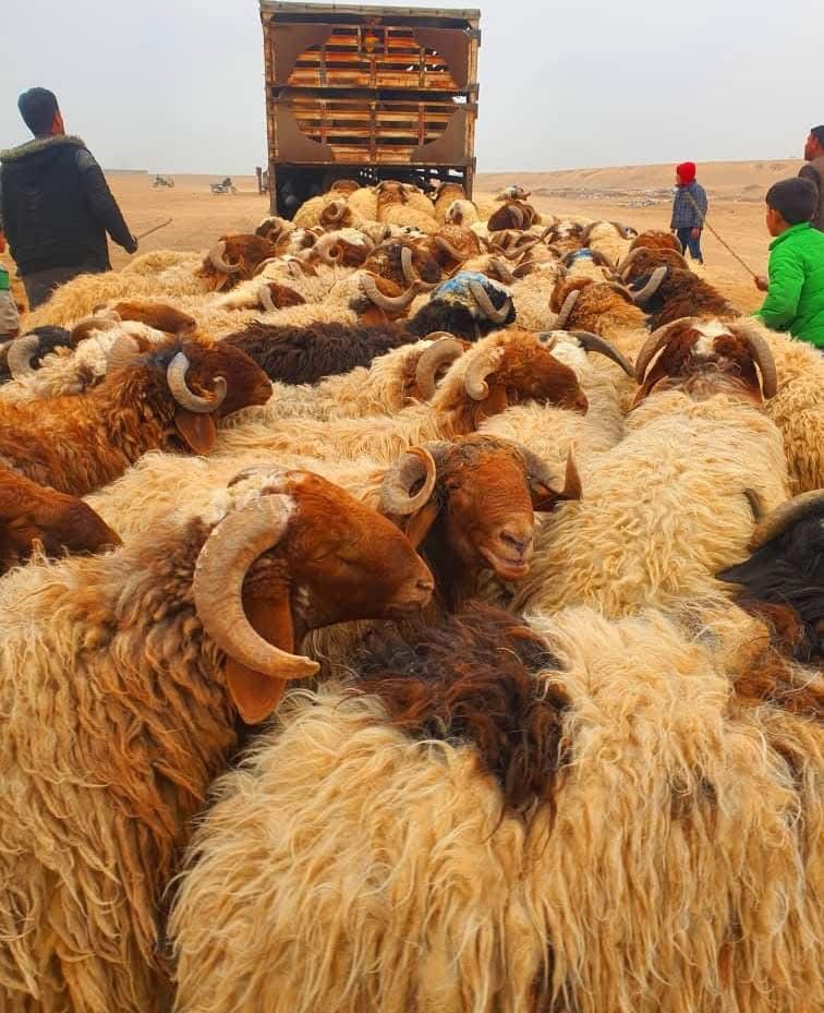 اغنام في الاردن
