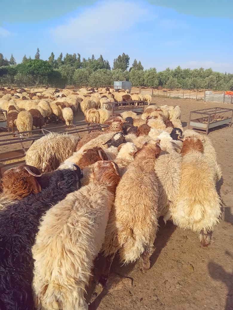اغنام في الاردن