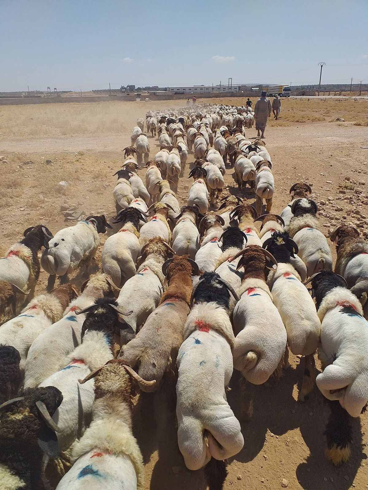 اغنام في الاردن