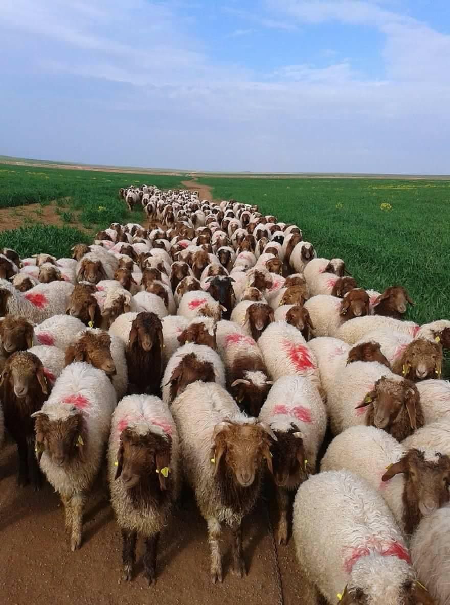 اغنام في الاردن