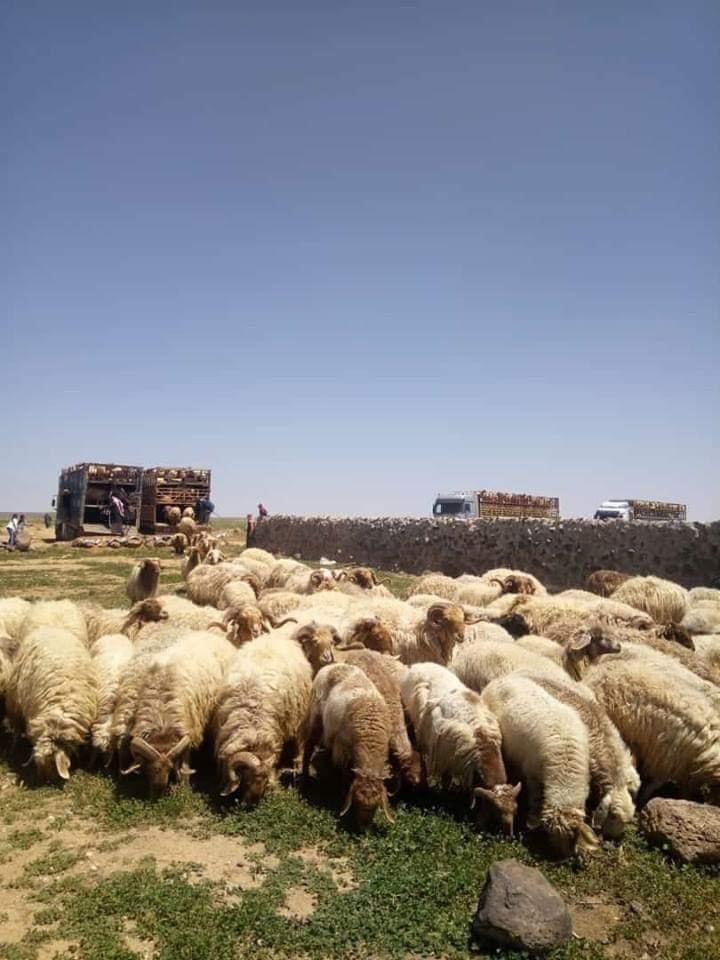 اغنام في الاردن