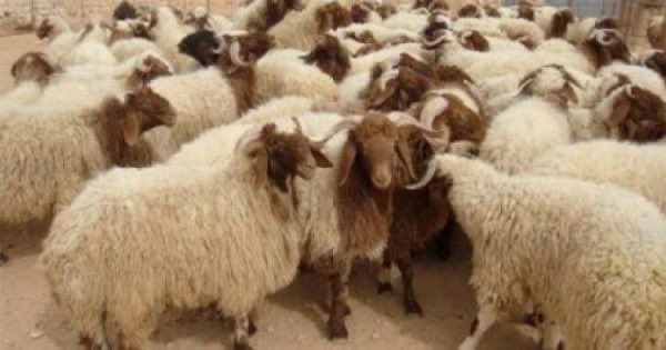 اغنام في الاردن