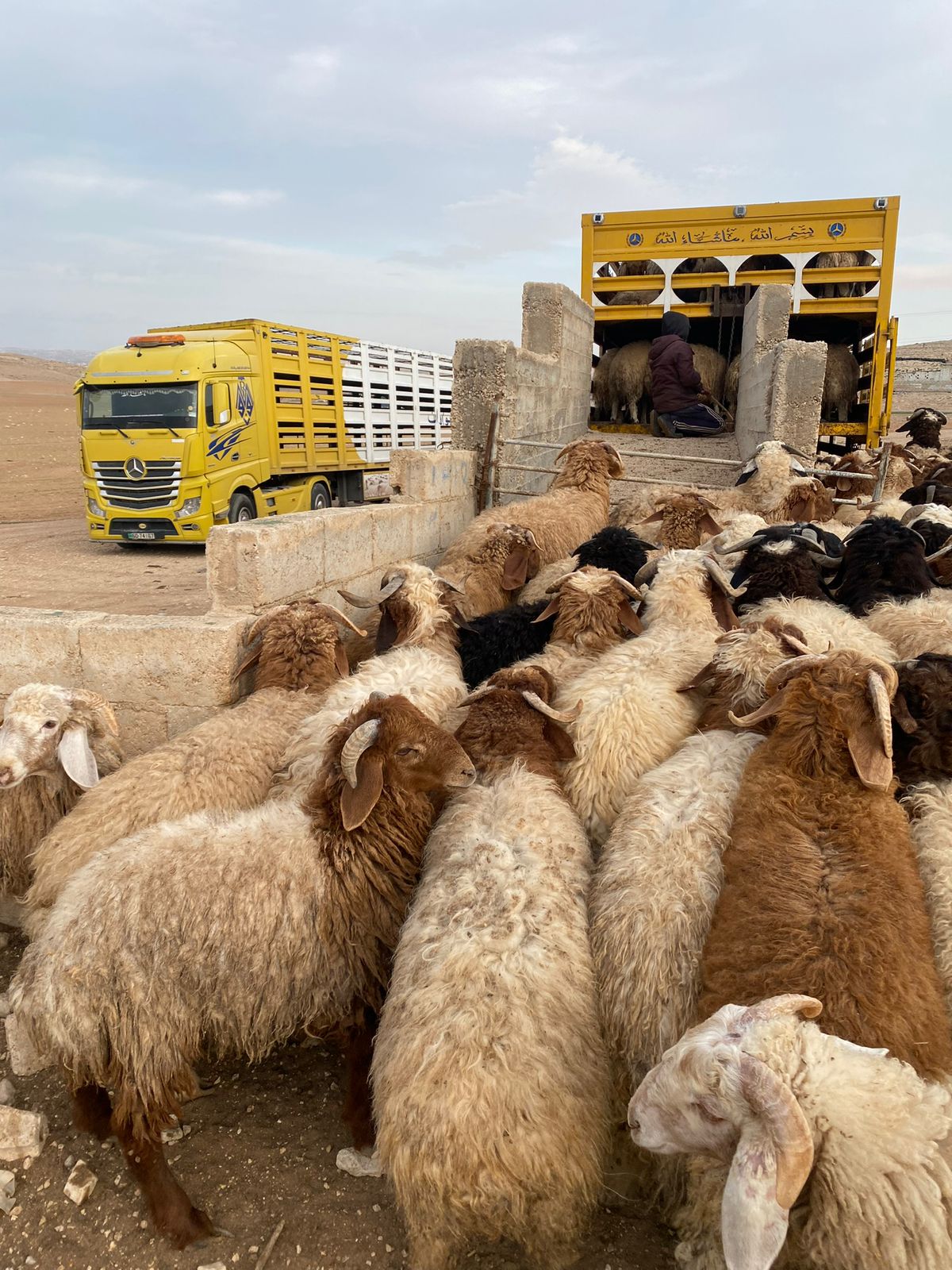 اغنام في الاردن