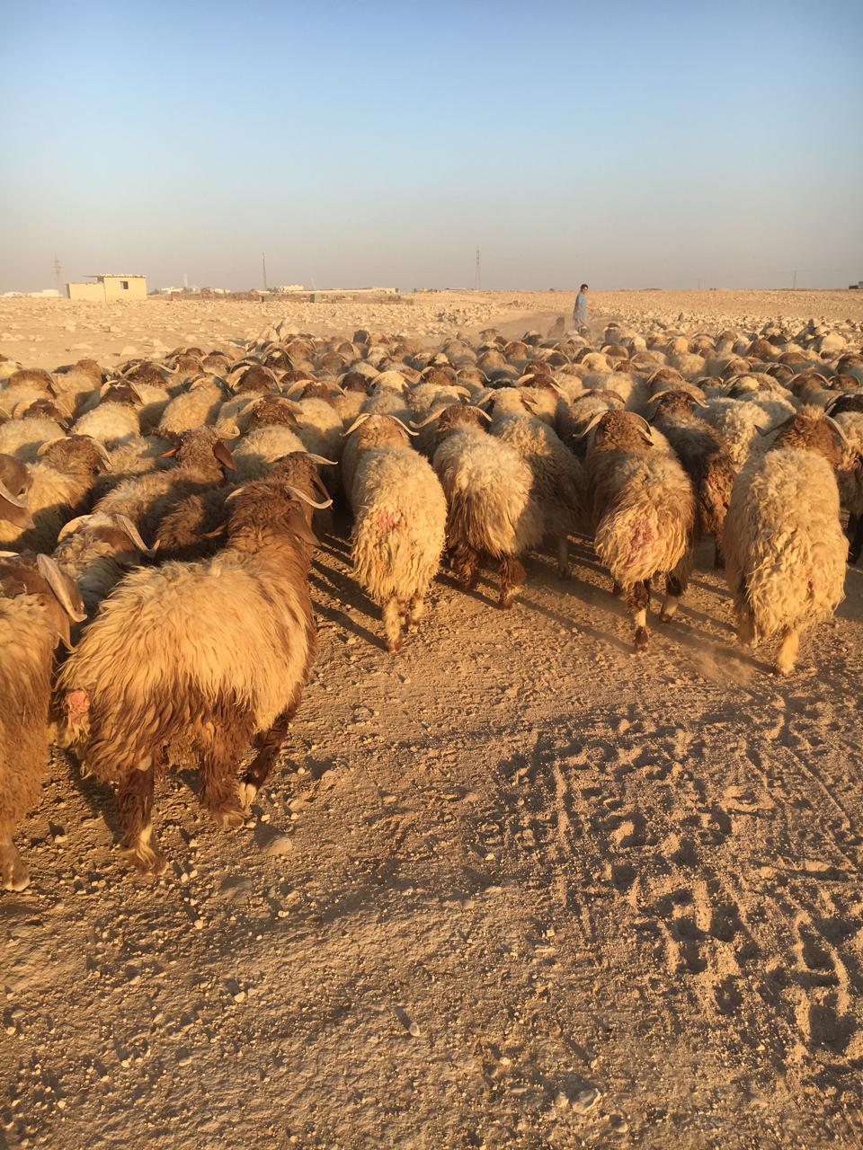 اغنام في الاردن