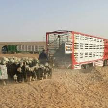 اغنام في الاردن