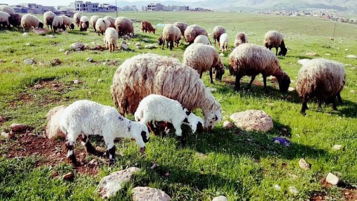 اغنام في الاردن