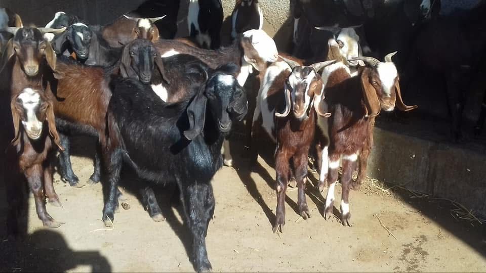 اغنام في الاردن