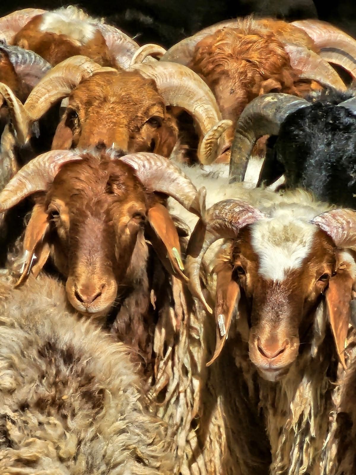 اغنام في الاردن