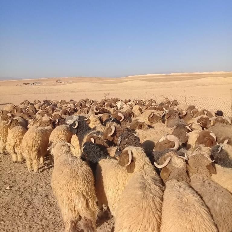 اغنام في الاردن