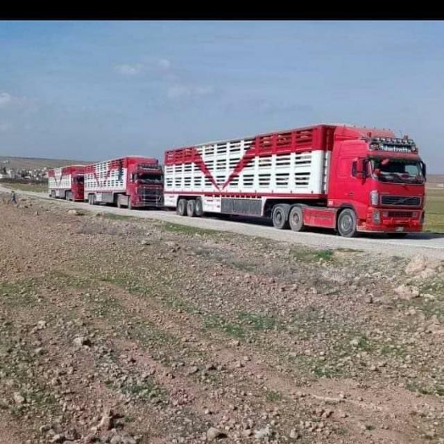 اغنام في الاردن