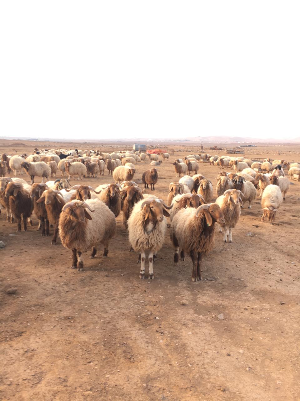 اغنام في الاردن