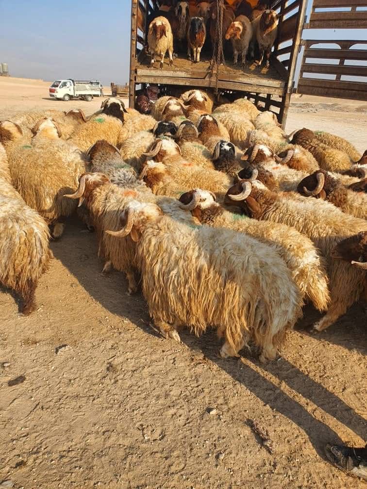 اغنام في الاردن