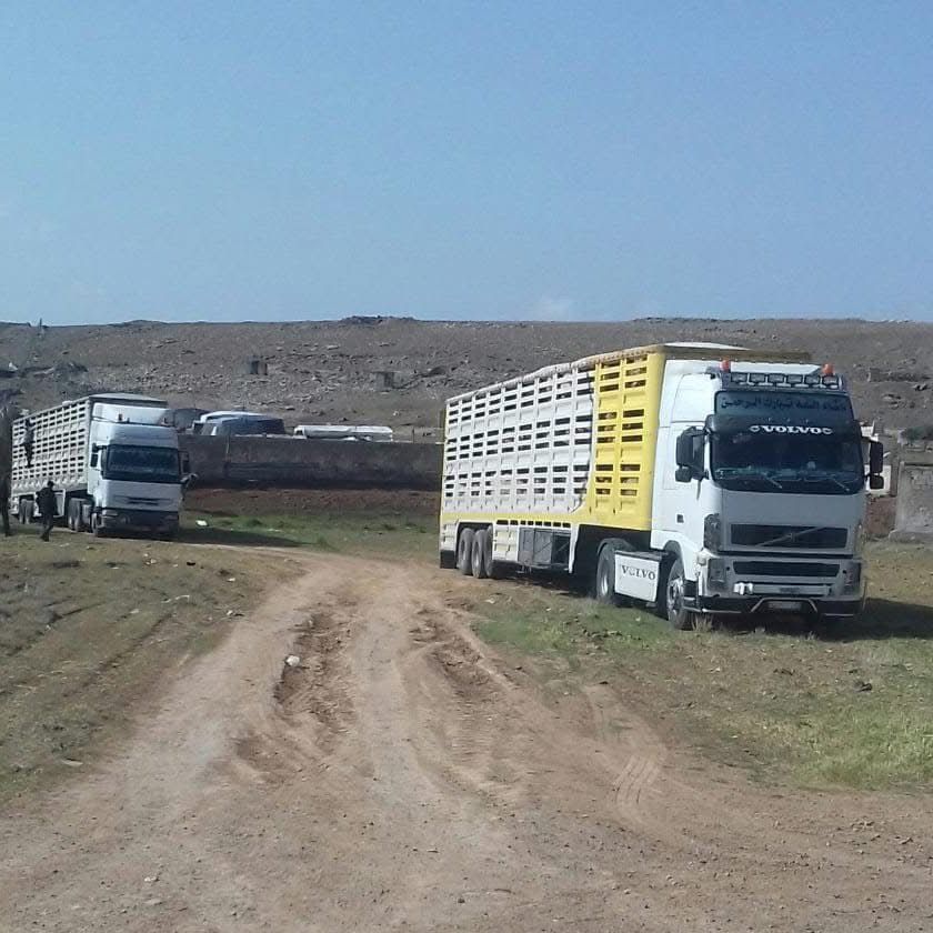 اغنام في الاردن