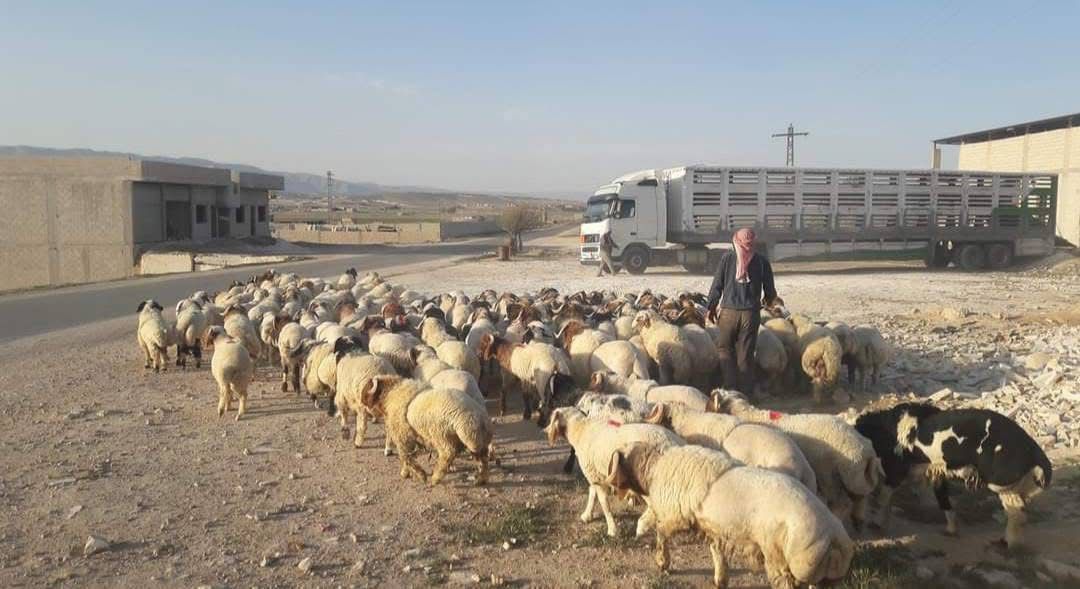 اغنام في الاردن
