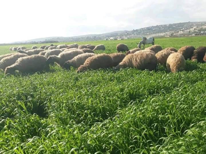 اغنام في الاردن