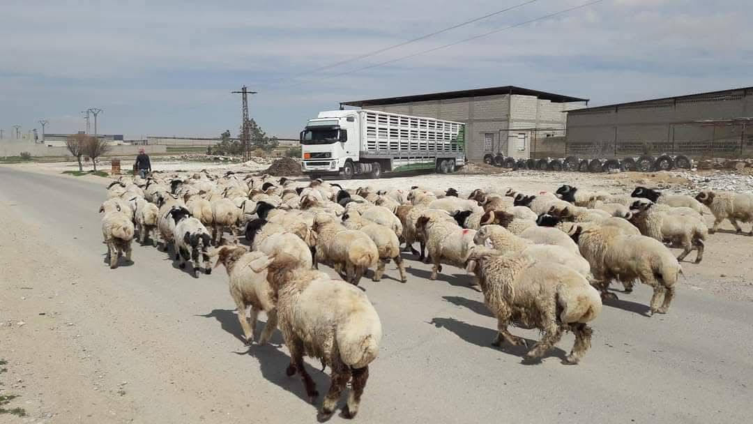 اغنام الاردن