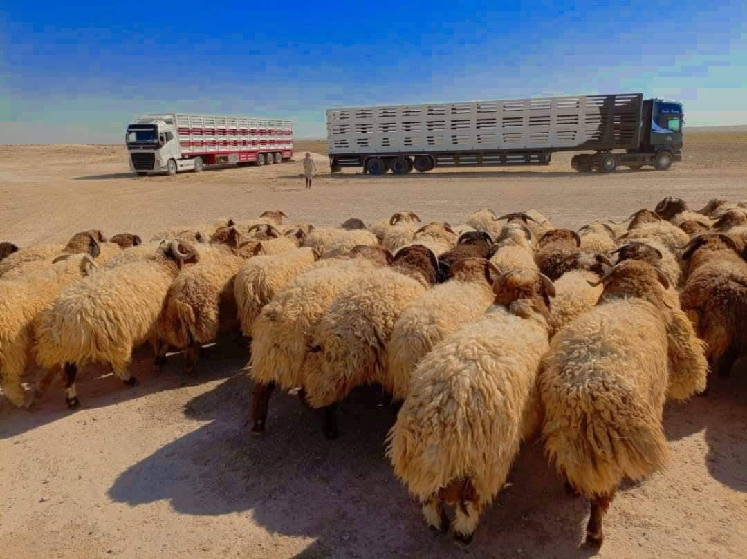 اغنام الاردن
