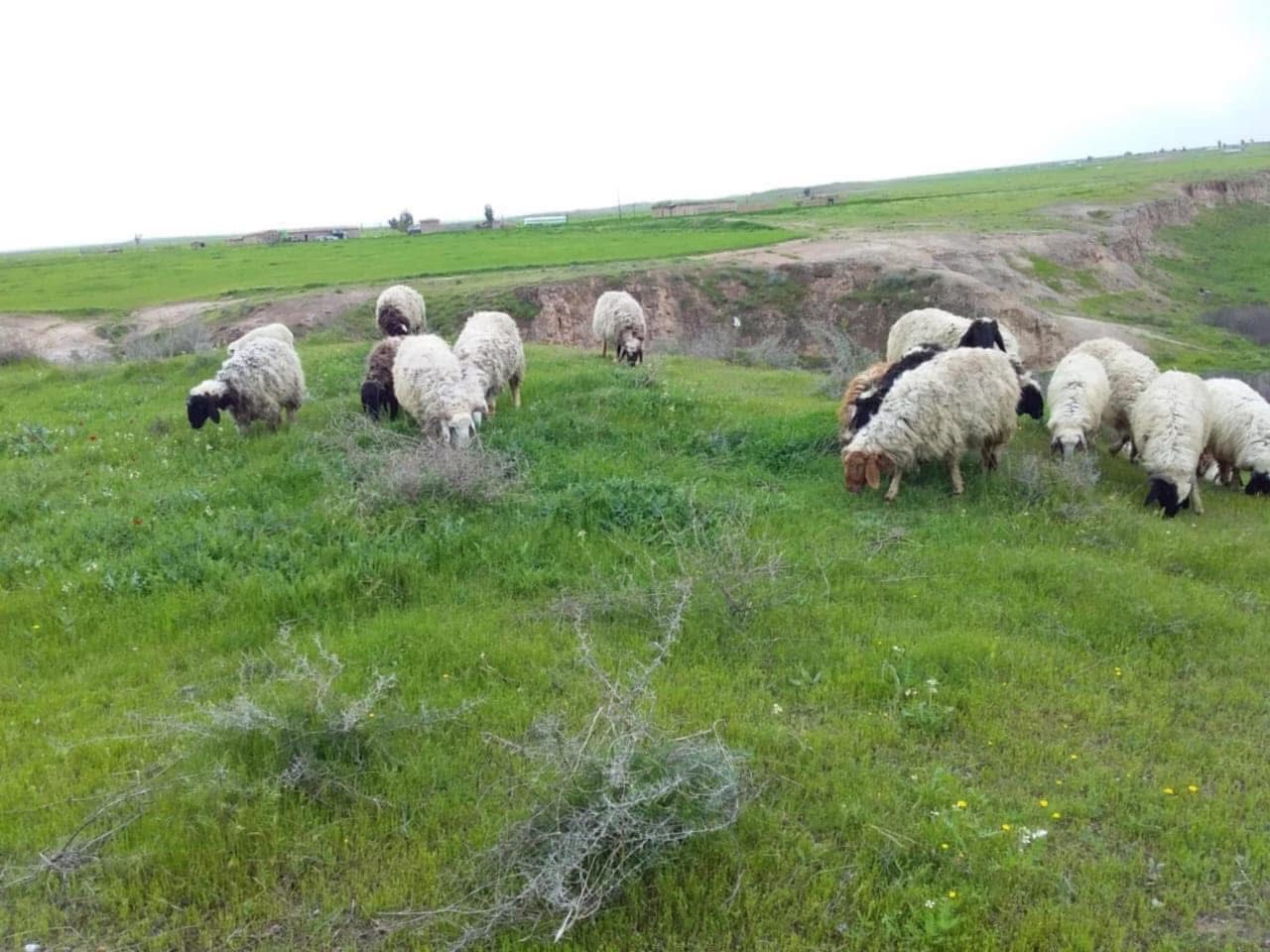 اغنام الاردن