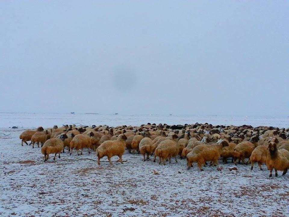 اغنام الاردن